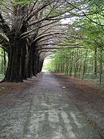 Woodland path - Coole Demesne Townland - geograph.org.uk - 1316119
