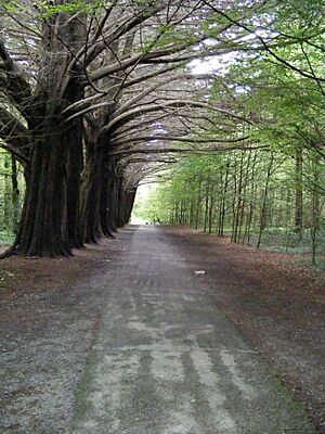 Woodland path - Coole Demesne Townland - geograph.org.uk - 1316119