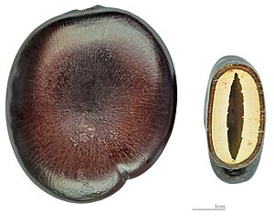 (MHNT) Entada phaseoloides deux graines