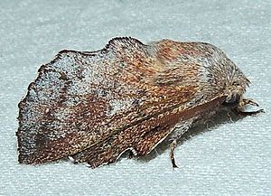 - 7687 – Phyllodesma americana – Lappet Moth (15868720179).jpg