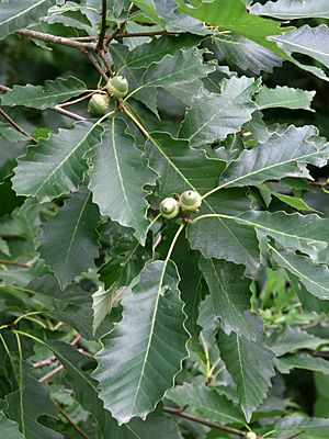 2494-Quercus muehlenbergii-Arb.Brno-8.12.JPG