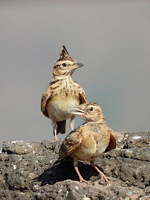 A pair of Malabar crested lark (Galerida malabarica) Photograph by Shantanu Kuveskar.jpg