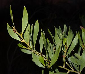 Acacia acradenia foliage and flower buds