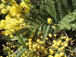 Acacia filicifolia.jpg
