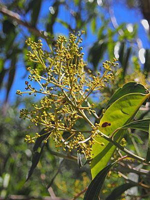 Acacia flavescens flower buds