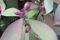 Acokanthera oblongifolia 03