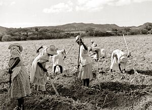 African-American women cultivating sugar cane 16-H-011-01-di1492