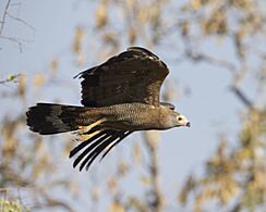 African Harrier-hawk (Polyboroides typus) (21646641084)