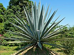 Agave tequilana 2