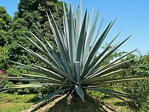 Agave tequilana 2
