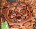 Agkistrodon contortrix contortrix CDC-a