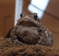 American toad named "Betty"