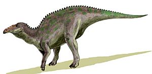Anatotitan BW