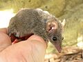 Antechinus stuartii