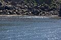 Auklet flock Kasatochi Island