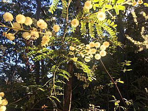 Australian Wattle (Acacia pycnantha) 