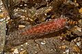 Austrosquilla osculans 61399682