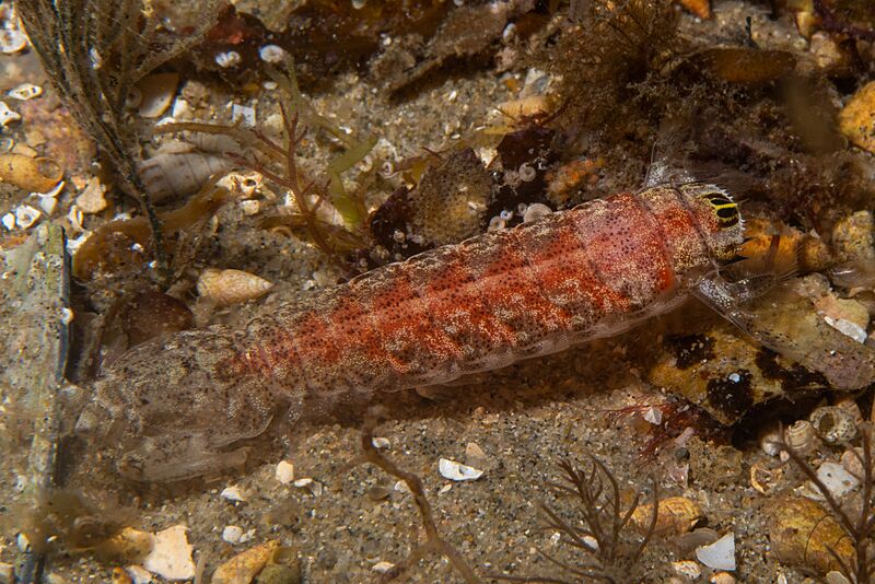 Austrosquilla osculans 61399682