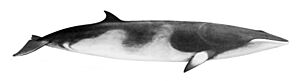 Balaenoptera acutorostrata NOAA