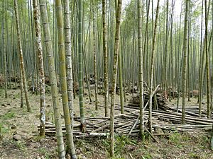 Bamboo forest, Taiwan