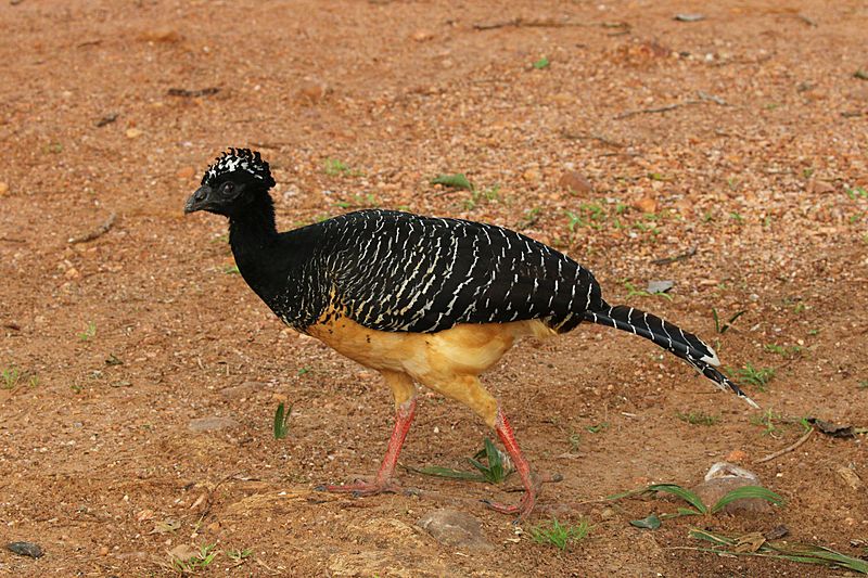 Bare-faced curassow (Crax fasciolata) female