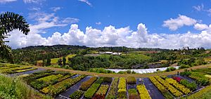 Agricultural landscape in Quebradillas