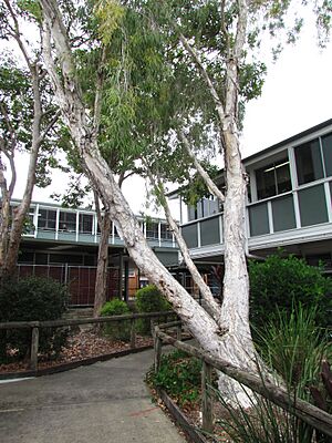 Beaudesert State High School, 2020 02