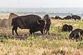 Bison at Rocky Mountain Arsenal National Wildlife Refuge (28379374751)