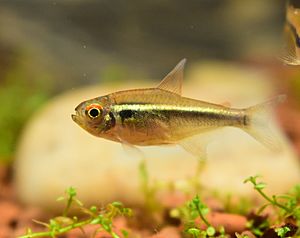 Black neon tetra Facts for Kids