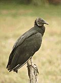 Black Vulture nr Immokalee FL
