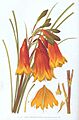 Blandfordia grandiflora-Minchen