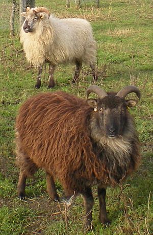 Boreray Ewes