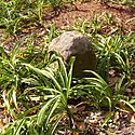 Boundary Stone (District of Columbia) NW 8.jpg