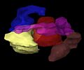 Brachytherapy virtual patient