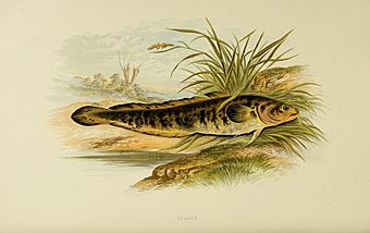British fresh water fishes (Plate- Burbot) BHL6175102