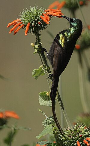 Bronze Sunbird (Nectarinia kilimensis) male.jpg