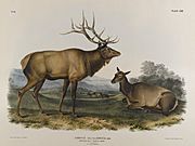 Brooklyn Museum - American Elk - John J. Audubon