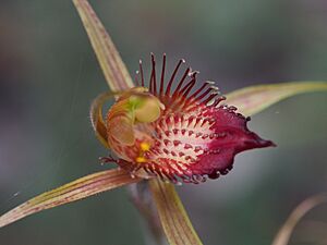 Caladenia georgei 01