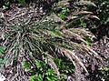 Calamagrostisfoliosa2