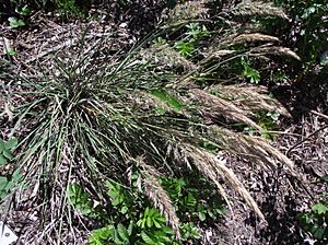 Calamagrostisfoliosa2.jpg