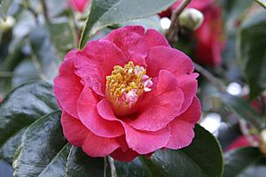 Camellia japonica flower 2