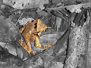 Camouflage DSC05383 - Frog Highlight