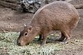 Capybara Eating Hay 11 11 2018