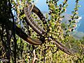 Chamaesaura anguina anguina 15448395