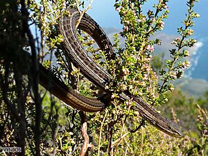 Chamaesaura anguina anguina 15448395.jpg