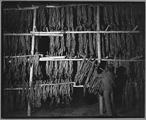 Charles County, Maryland. Tobacco being dried in one of the Hughesville warehouses. - NARA - 521559