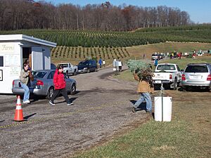 Christmas tree farm choose n cut3 MD