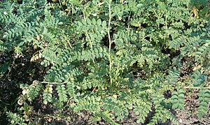 the cultivated annual chickpea Cicer arietinum