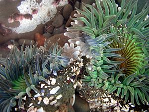 Clone war of sea anemones 2-17-08-2