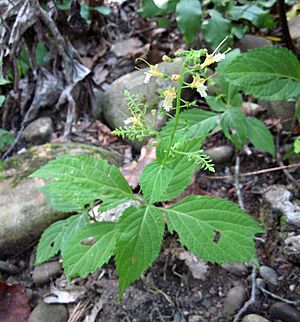 Collinsonia canadensis.jpg